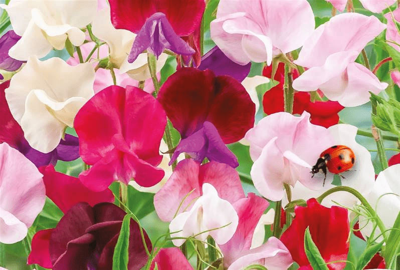 Des images de diff�rentes plantes